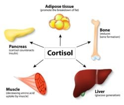 Learn How to Become Vascular - Lower Cortisol Levels