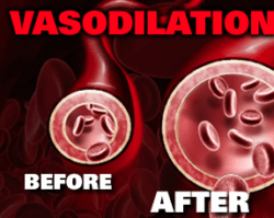 Learn How to Become Vascular - Vasodilators